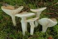 Hygrophorus agathosmus